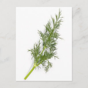 Dill Weed Postcard