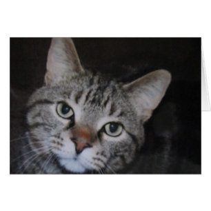Dillan The Cat