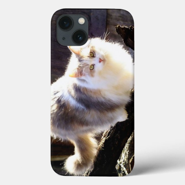 Dilute Calico Maine Coon Cat iPad Air Case (Back)