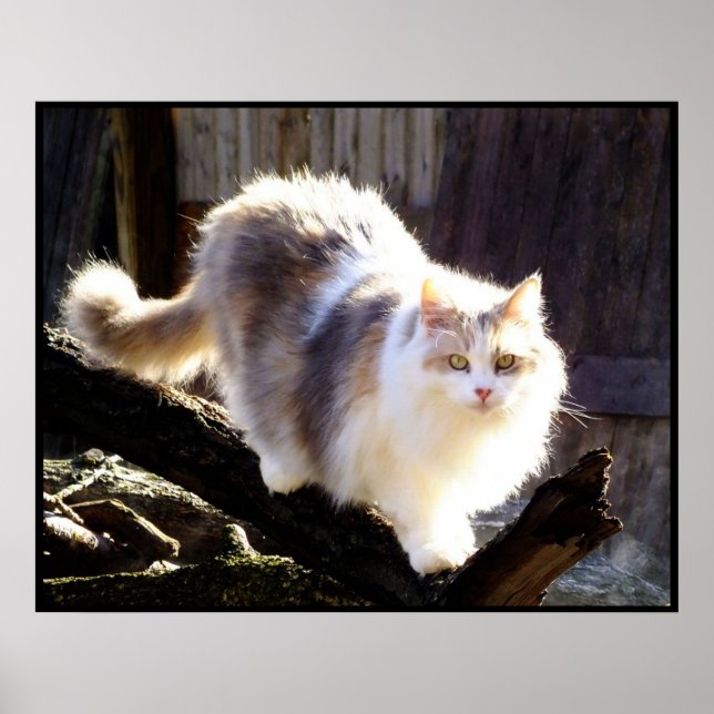 Dilute Calico Maine Coon Cat Poster (Front)