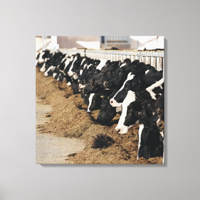 Diminishing Perspective of Cow's Heads Grazing Canvas Print (Front)
