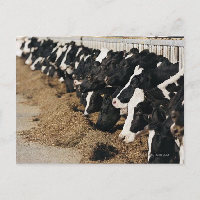 Diminishing Perspective of Cow's Heads Grazing Postcard (Front)