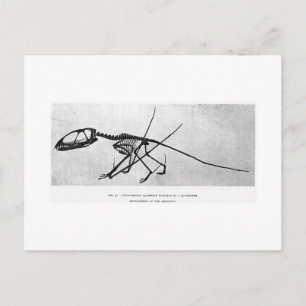 Dimorphodon macronyx art postcard