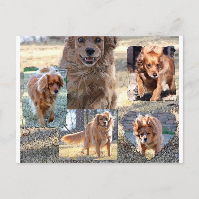 dinah postcard (Front)