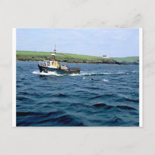 Dingle Fungi dolphin Postcard