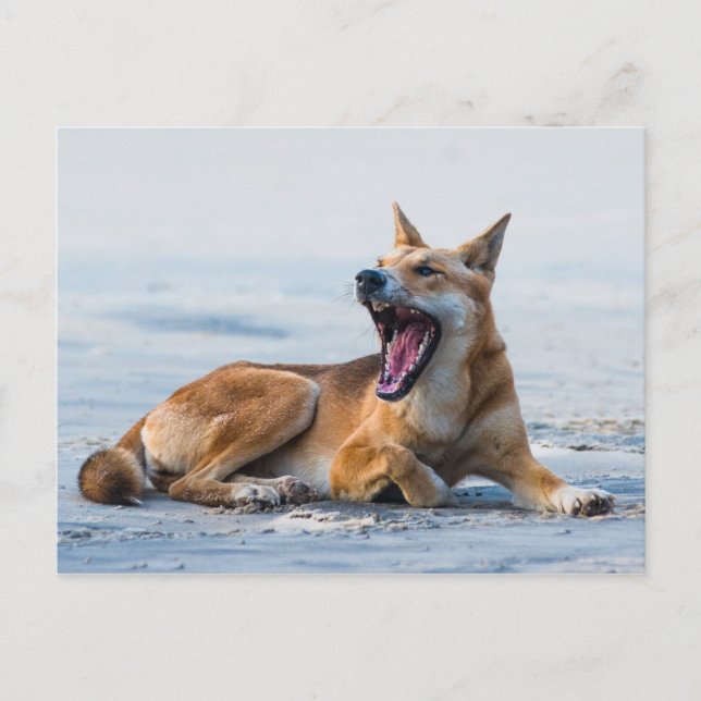 Dingo mouth open wide, Fraser Island Australia Postcard (Front)