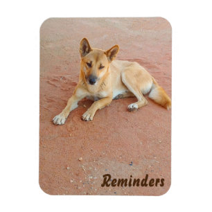 Dingo photo magnet