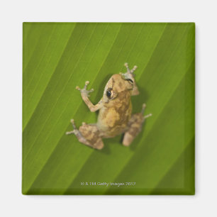 Dink frog (Eleutherodactylus diastema) on a leaf Magnet