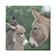 Dinky donkey
