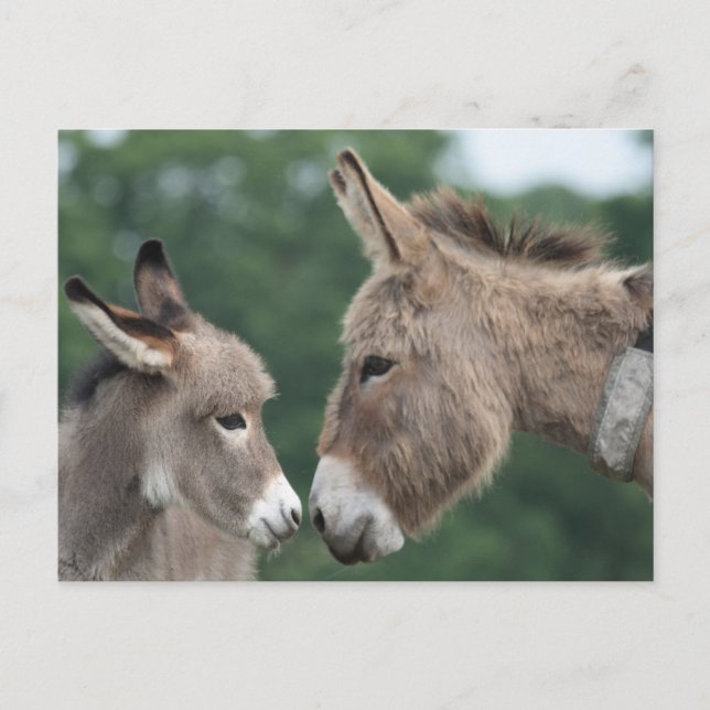 Dinky donkey postcard (Front)