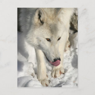Dinner Time Arctic Wolf Postcard
