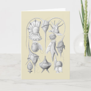 Dinoflagellates Card