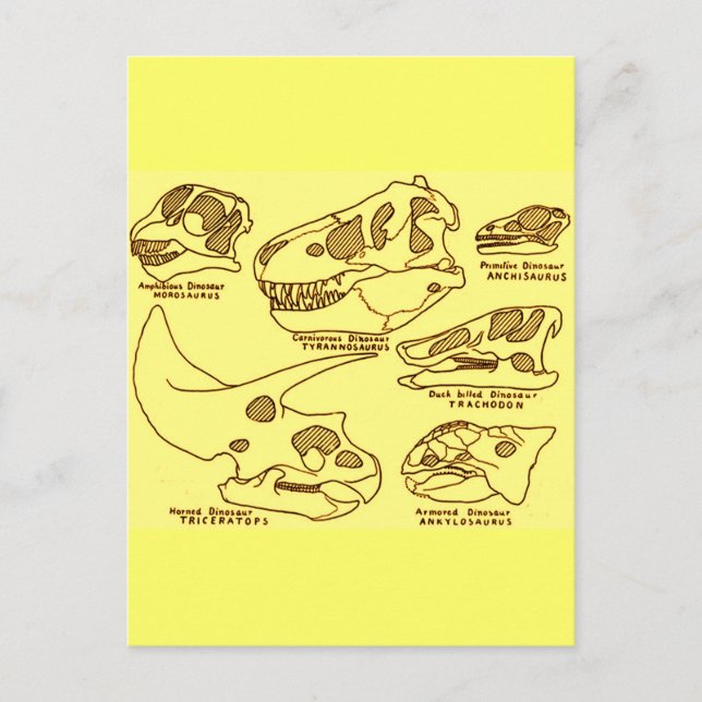 Dinosaur Skulls Postcard (Front)