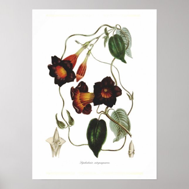 Dipladenia atropurpurea poster (Front)