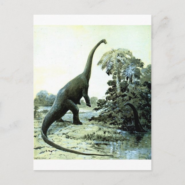 diplodocus-1 postcard (Front)