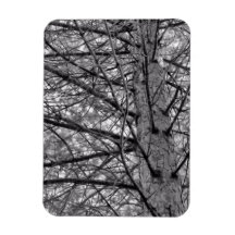 Direction of Pine Tree Branches in Black & White