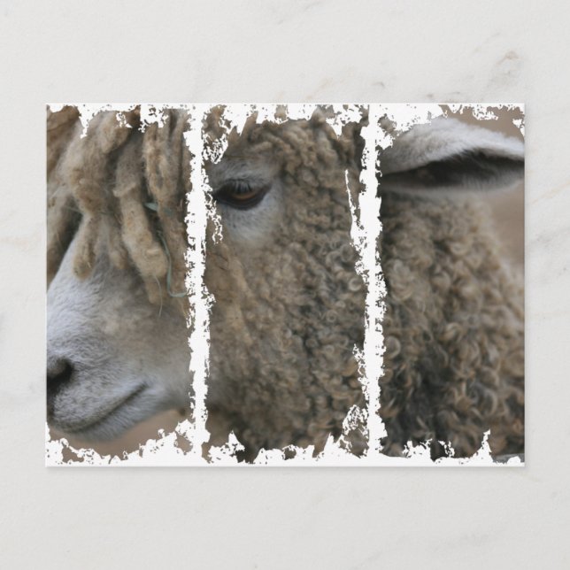 Dirty 3Tall Boxes Postcard (Front)