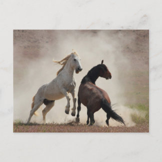 Dirty Business Postcard