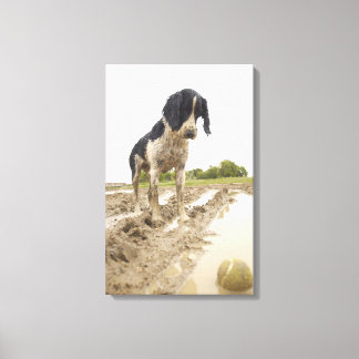 Dirty dog looking at tennis ball in mud canvas print
