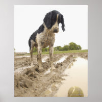 Dirty dog looking at tennis ball in mud
