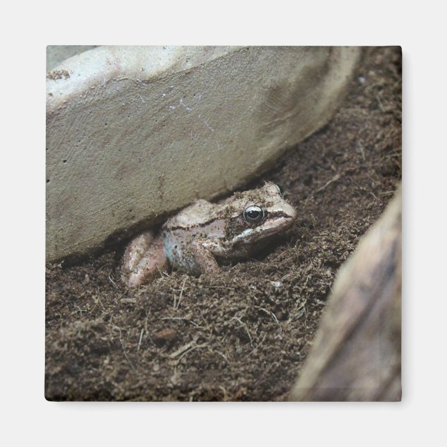 Dirty Frog Magnet (Front)