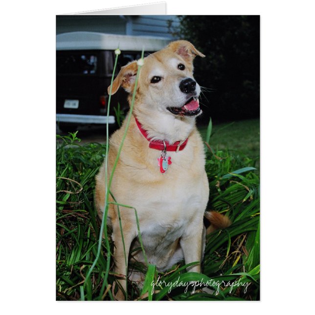 Dirty, glorydaysphotography (Front)