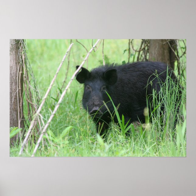 Dirty Nose Poster (Front)