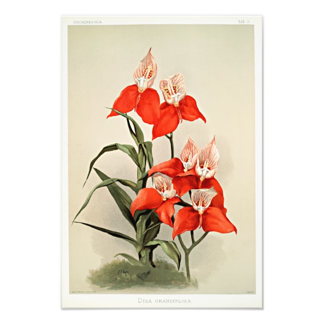 Disa Grandiflora Orchids Photo Print (Front)