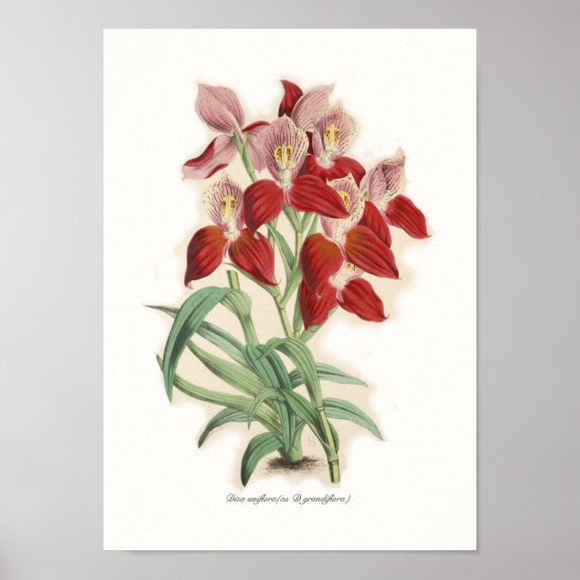Disa uniflora (as D grandiflora) Poster (Front)