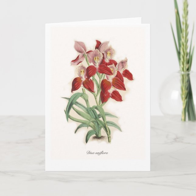 Disa uniflora card (Front)