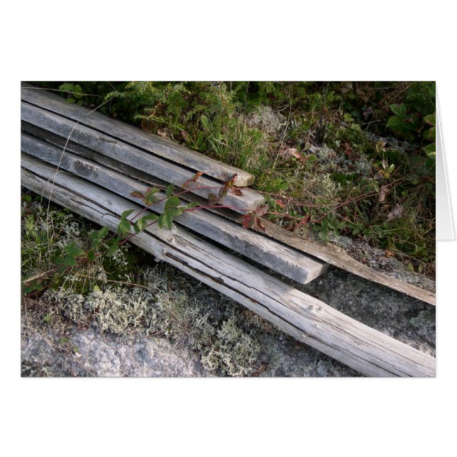 Discarded lobster pot ribs, rejoining nature (Front Horizontal)