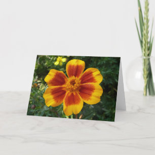 Disco Marigold Orange and Red Summer Flower Card