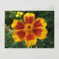 Disco Marigold Orange and Red Summer Flower