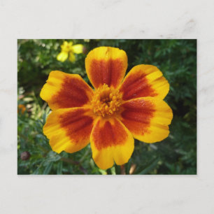 Disco Marigold Orange and Red Summer Flower Postcard