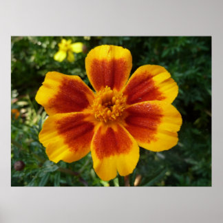 Disco Marigold Orange and Red Summer Flower Poster