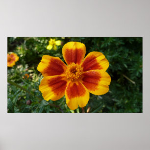 Disco Marigold Orange and Red Summer Flower Poster