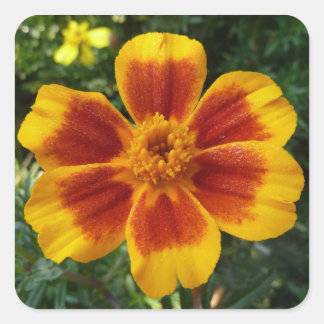 Disco Marigold Orange and Red Summer Flower Square Sticker