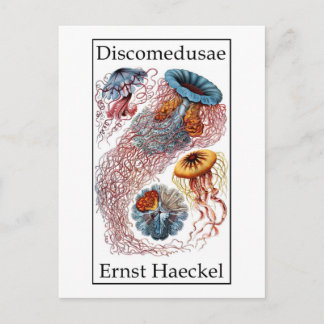 Discomedusae by Ernst Haeckel Postcard