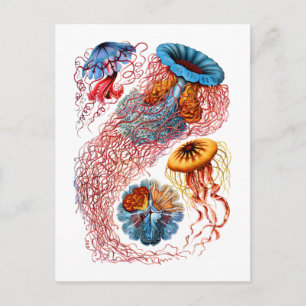 Discomedusae Postcard
