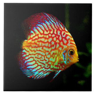 Discus aquarium fish decorative tile
