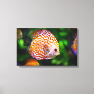 Discus fish canvas print