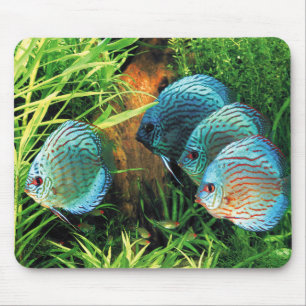 Discus Fish in aquatic plant aquqrium Mouse Pad