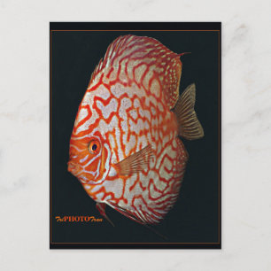 discus fish postcard