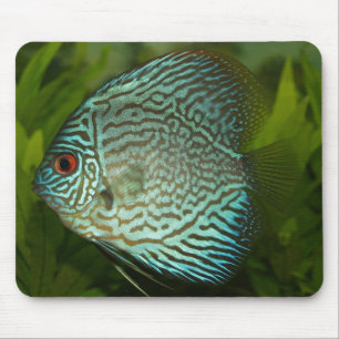 Discus - Symphysodon aequifasciata Mouse Pad