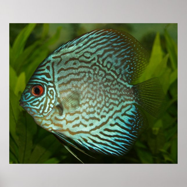 Discus - Symphysodon aequifasciata Poster (Front)