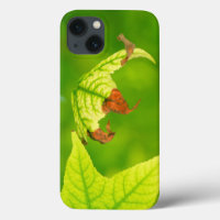 Diseased Maple Leaf