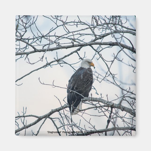 Disgruntled Magnet (Front)