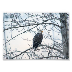 Disgruntled Photo Print