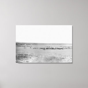 Distant View of Cowboys with Cattle Herds Canvas Print