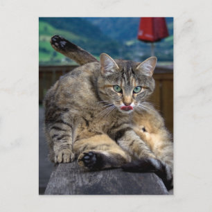 Disturbed While Cleaning Postcard